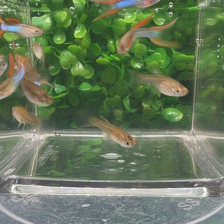 孔雀鱼红尾双剑5对小亚成