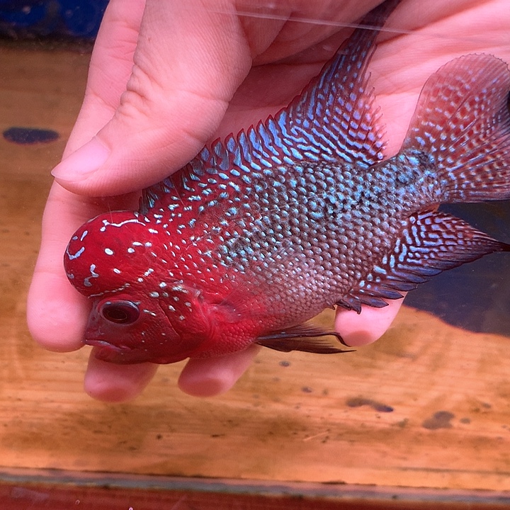 公***熙罗汉鱼福利888888888888888