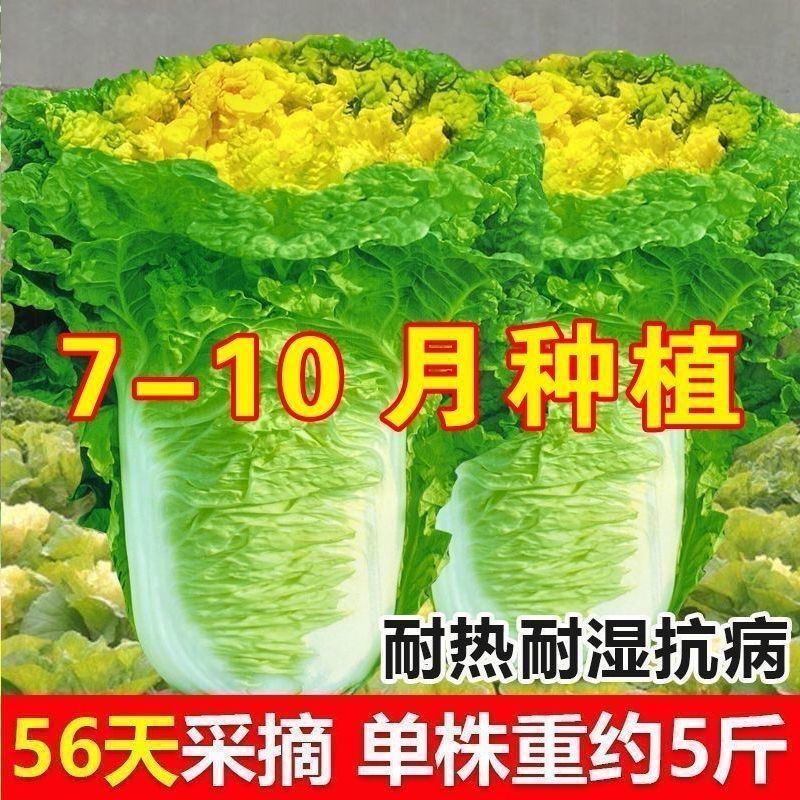 菊花心大白菜黄心白菜秋冬北京56小杂超天鸡蛋黄大白菜时令蔬菜