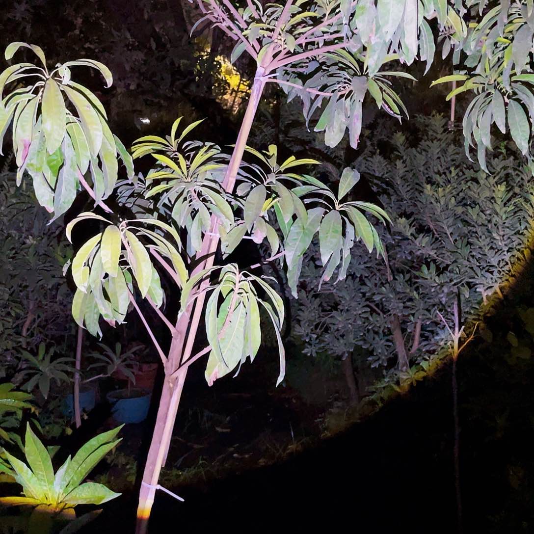 无花朵丰*ffffggg