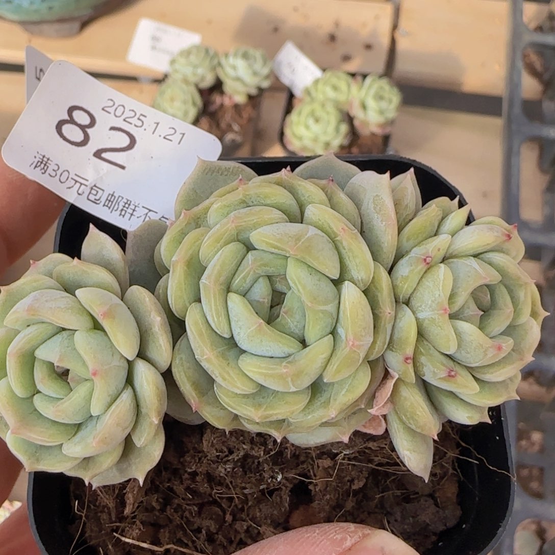 白色恋人三头老桩一颗