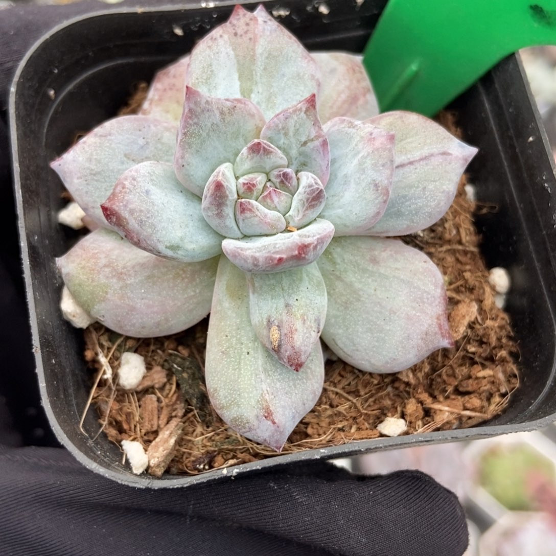 783石化粉蓝鸟多肉植物
