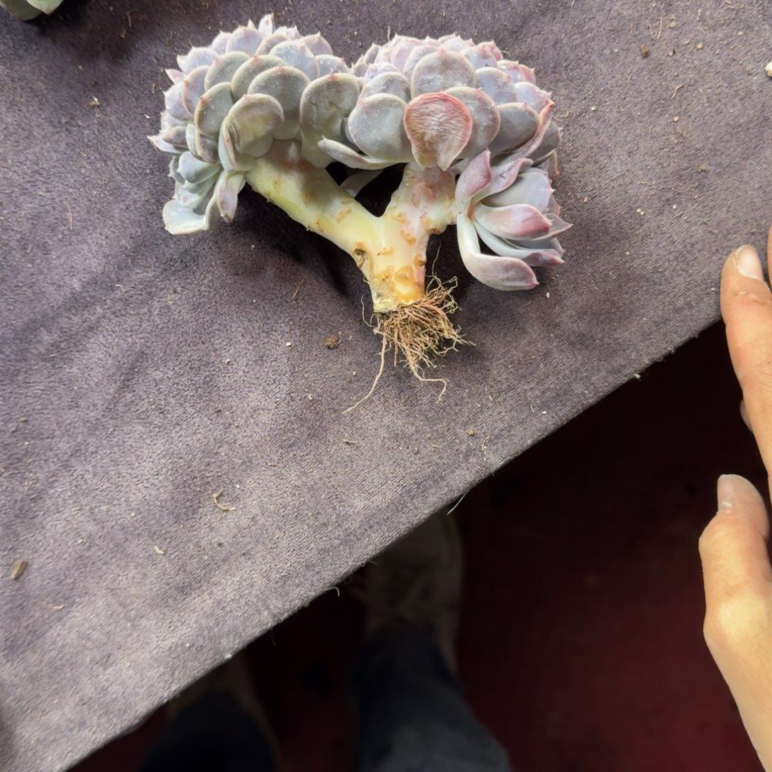 汉堡缀化一物一拍瑕疵