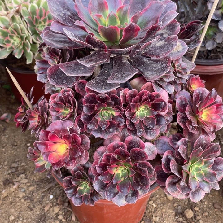 无花朵515美杜莎多肉植物