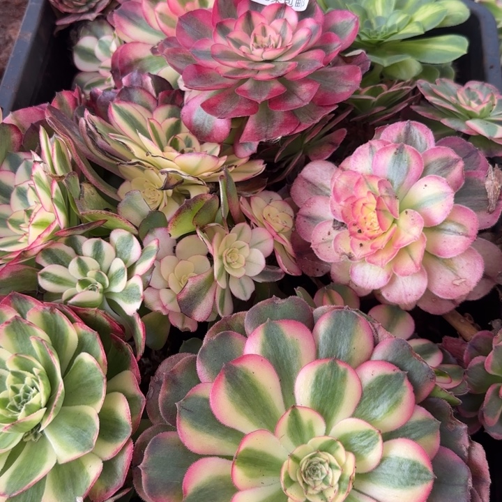 多肉法师淘宝福利