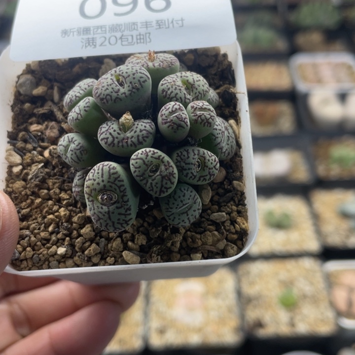 佳人园艺 老周多肉上福利啦墨混096
