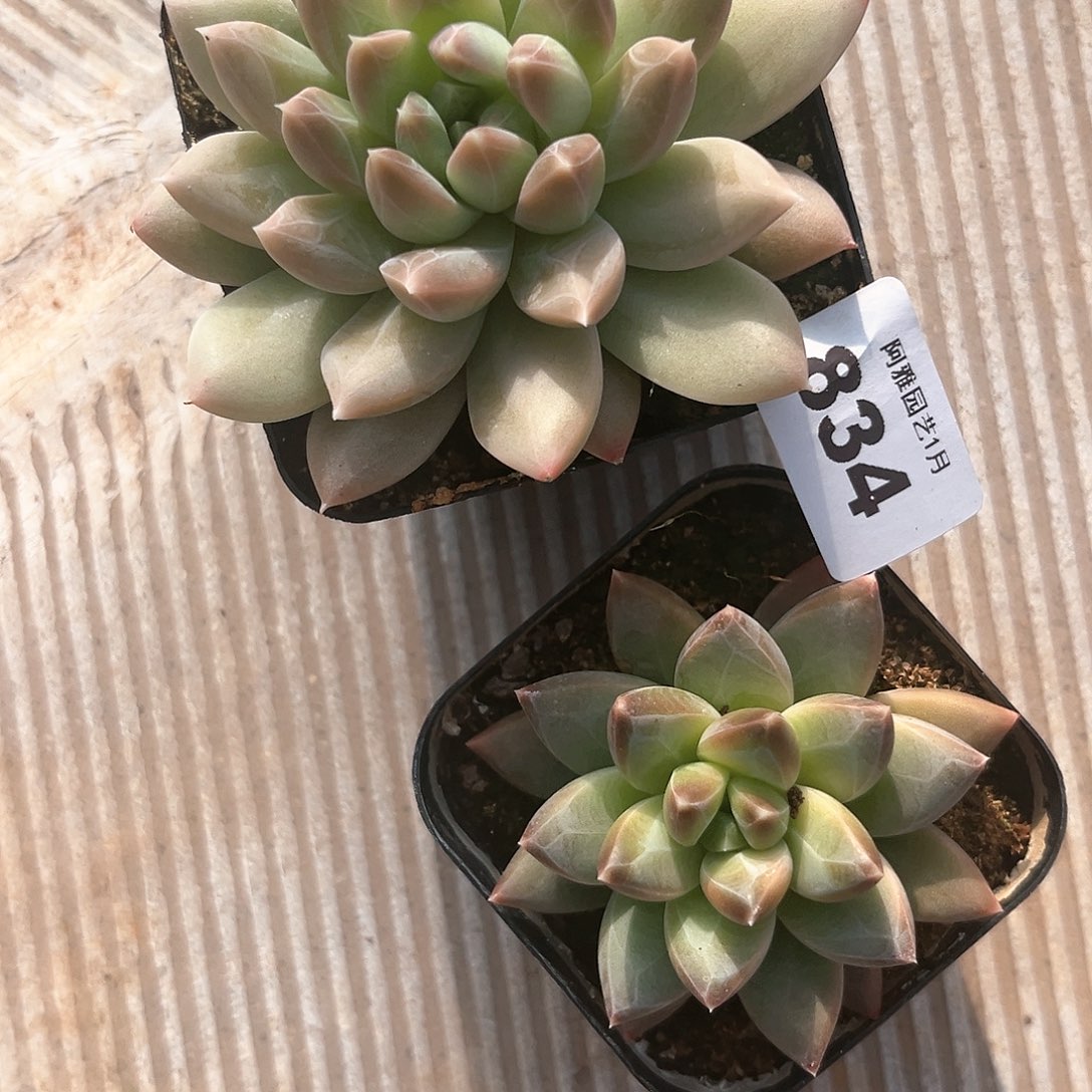 阿雅园艺。          834