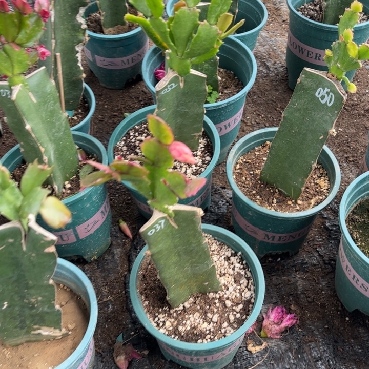 *****4号037花朵黄色0000000