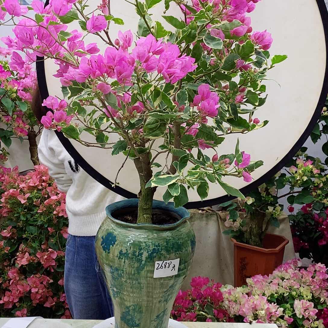 完全开放我要好好学习