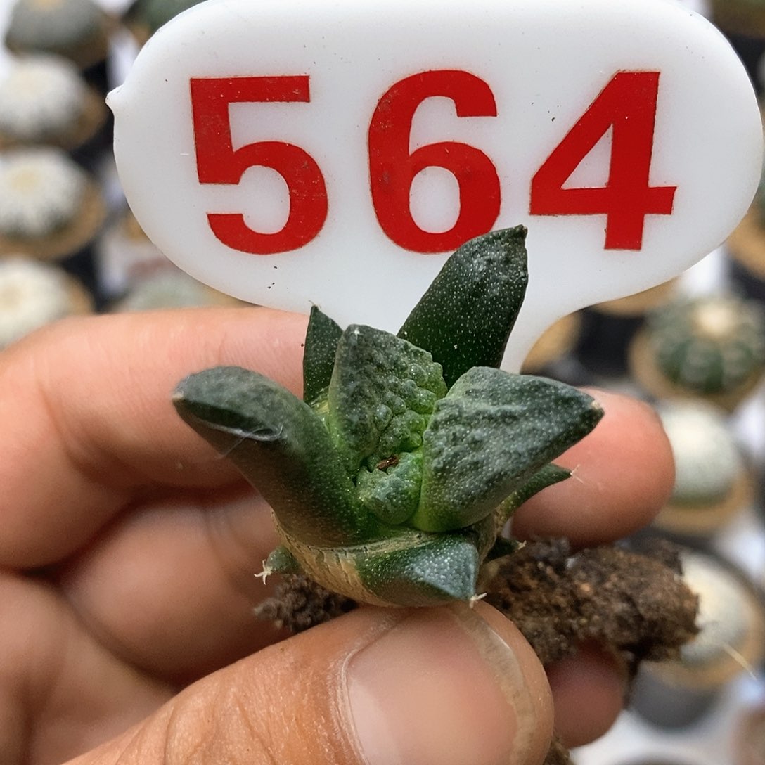564福利特价咯福利了