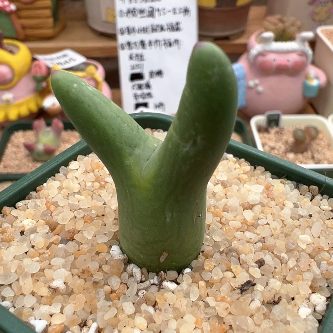 934。赞赞福利。皮卡丘