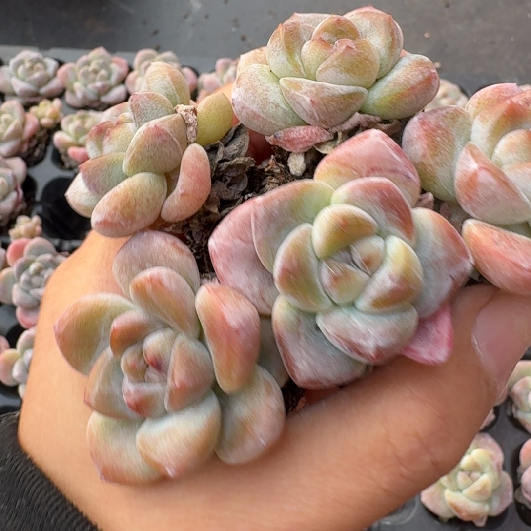 17号到手5颗，琥珀鱼