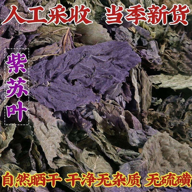 紫苏叶干货紫苏叶