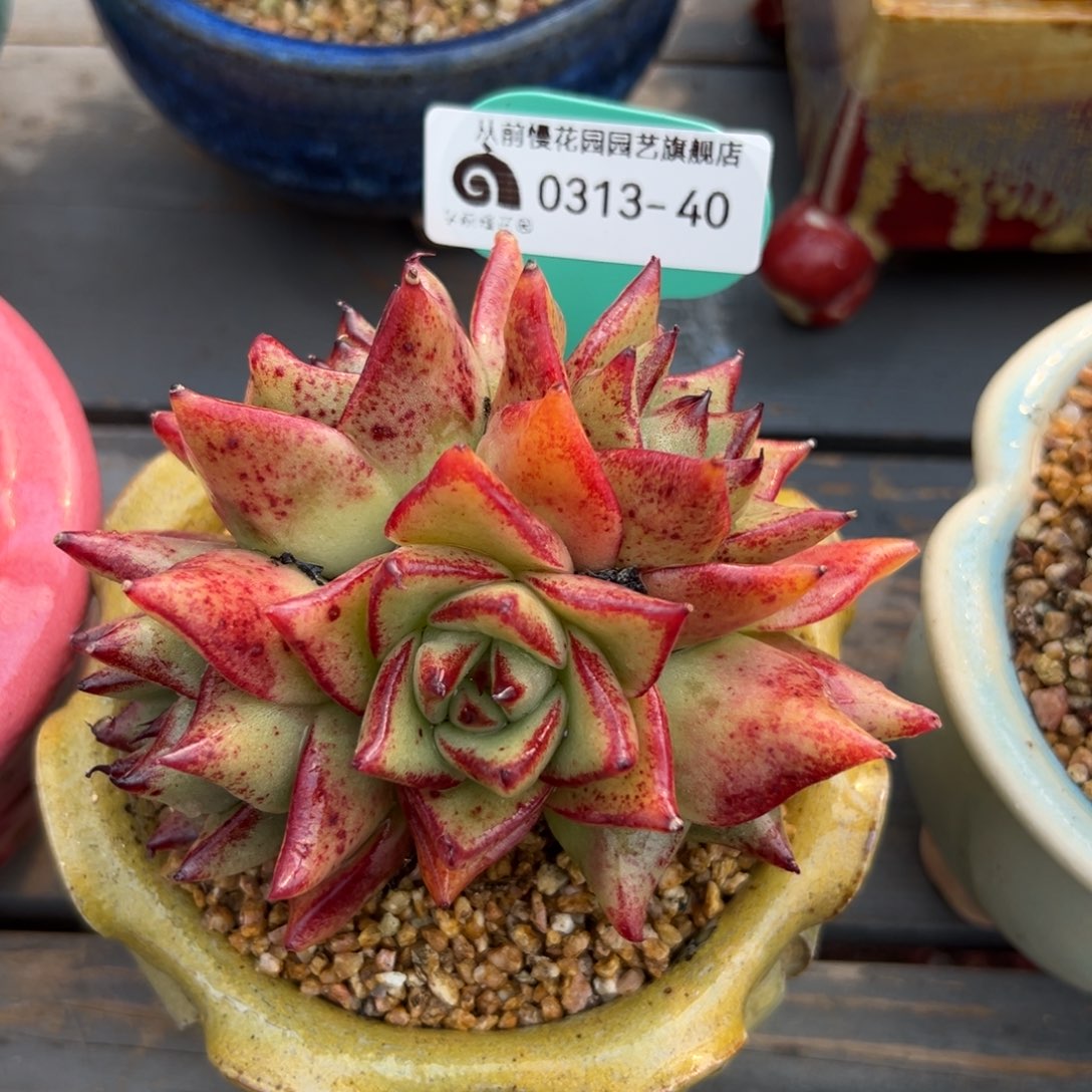 多肉一物一拍0313/40