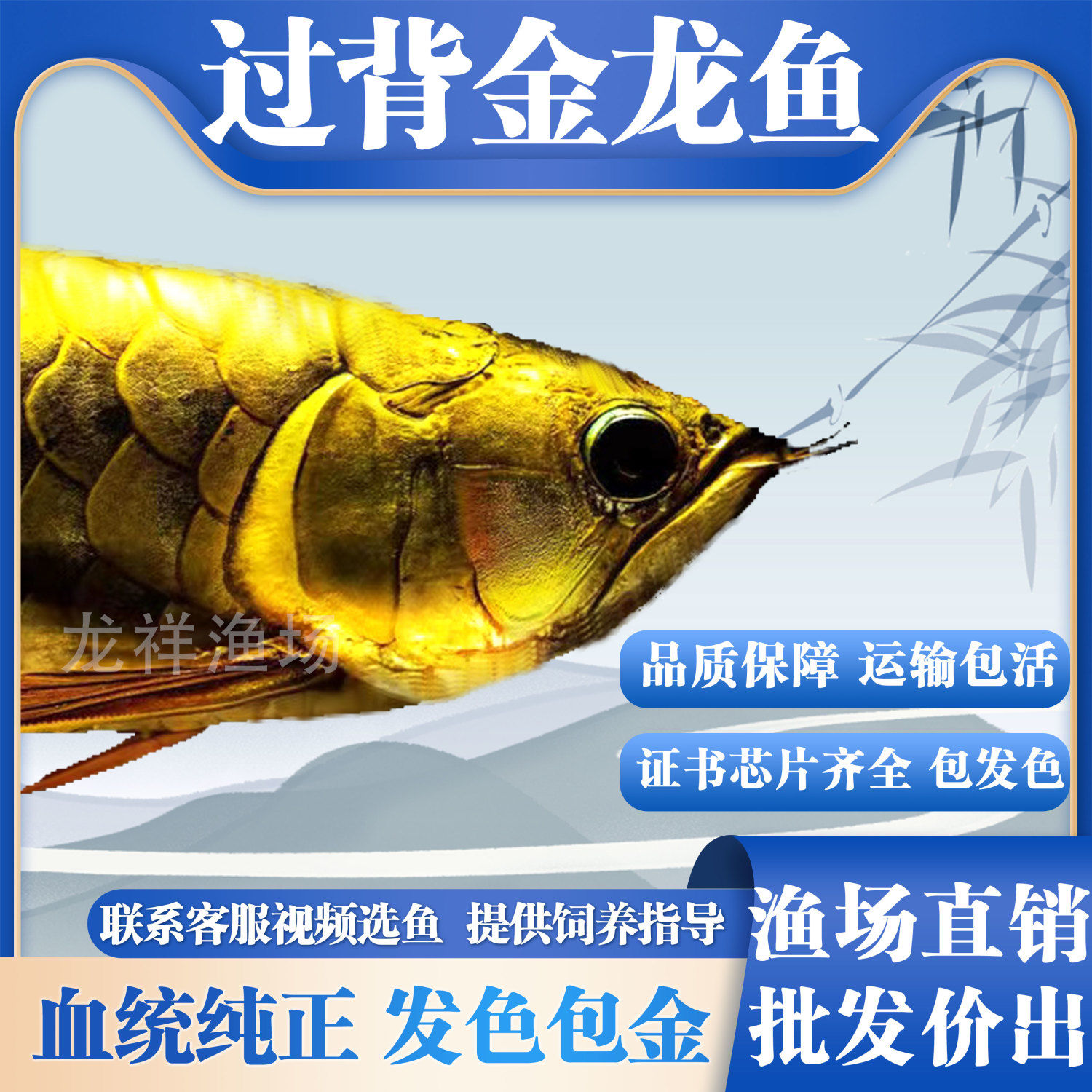 金龙鱼活鱼小鱼苗红龙鱼练手龙鱼银龙鱼蓝底过背金龙幼苗高背金龙