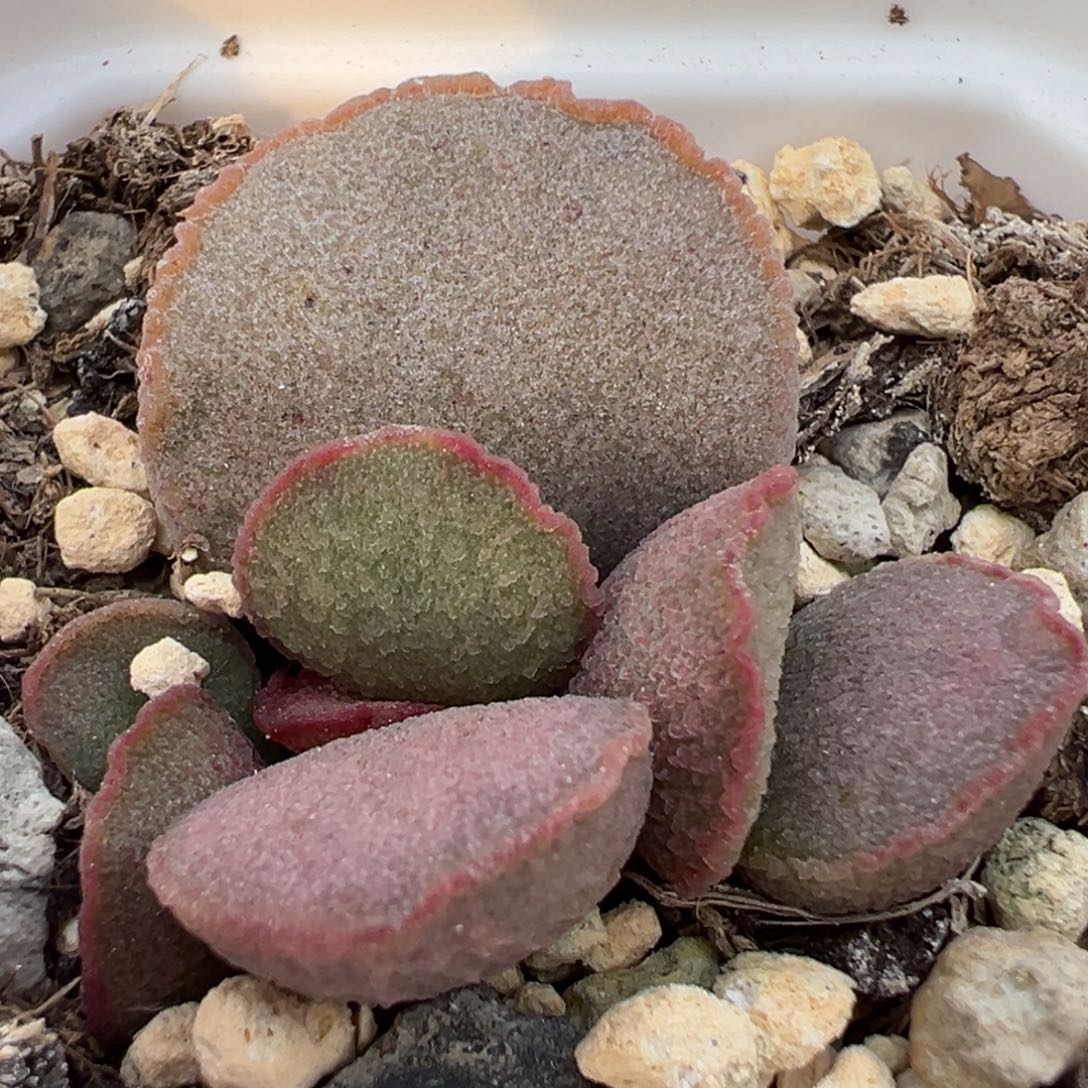 妖姬大苗多肉植物水泡多肉植物