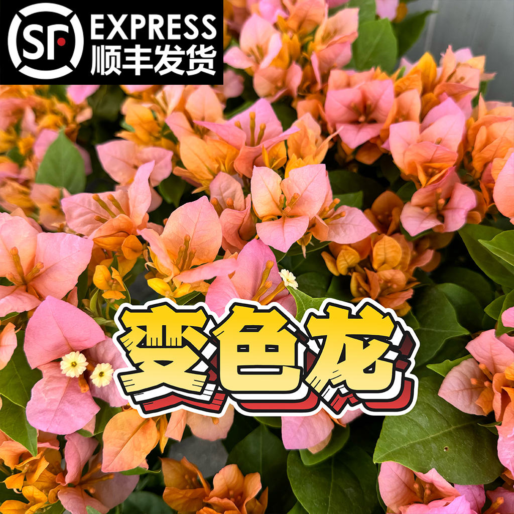 【变色龙】三角梅花卉勤花爬藤原盆土基地直发