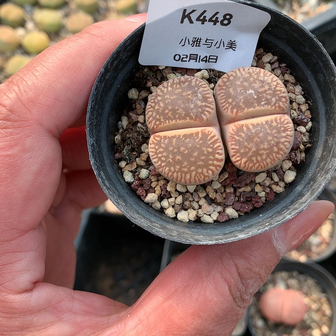 樂****)K448多肉植物保护