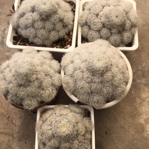 白星母本群5颗一起脱盆发货哈哈