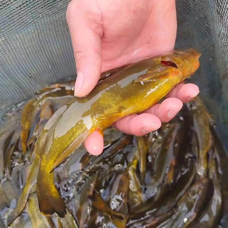 现捞现发四川牛尾巴鱼苗  观赏鱼淡水养殖  渔场直发观赏水族淡水