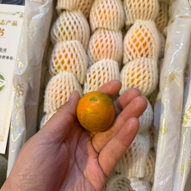 狗头融安脆蜜金柑中果 皮薄肉甜