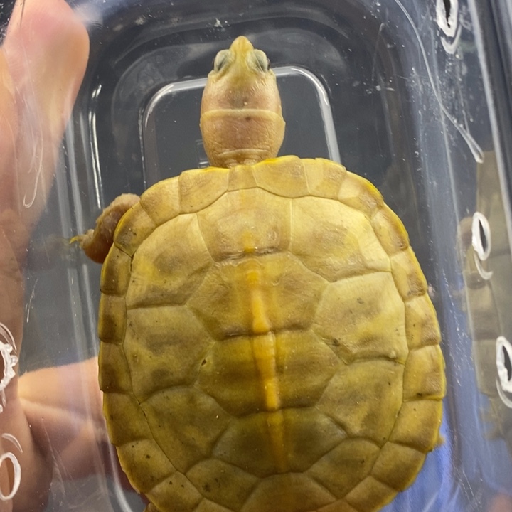 巴西彩龟母6666666