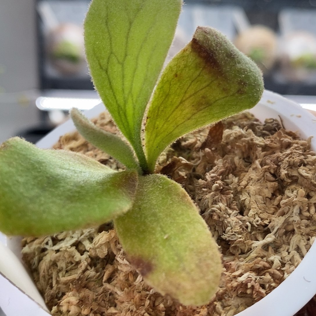 无花朵斑比鹿角蕨