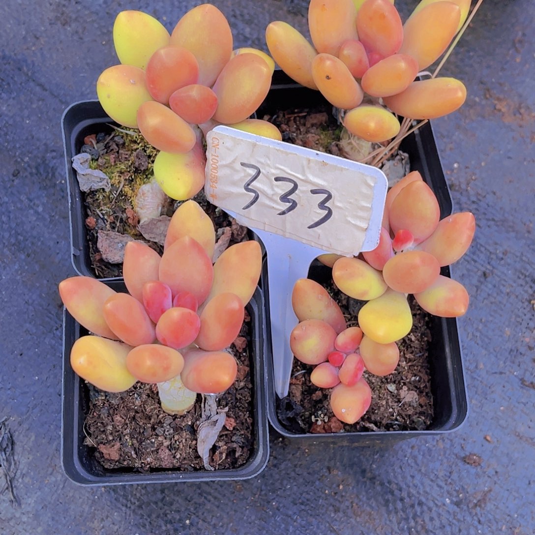 芳***姐4个芒果奶一起上0000333