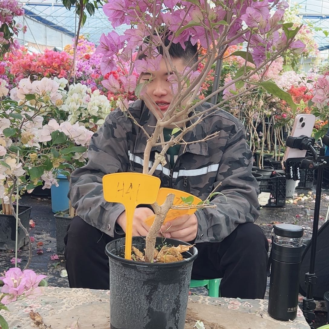 美***后大部分花苞少量开放H41赛佛里