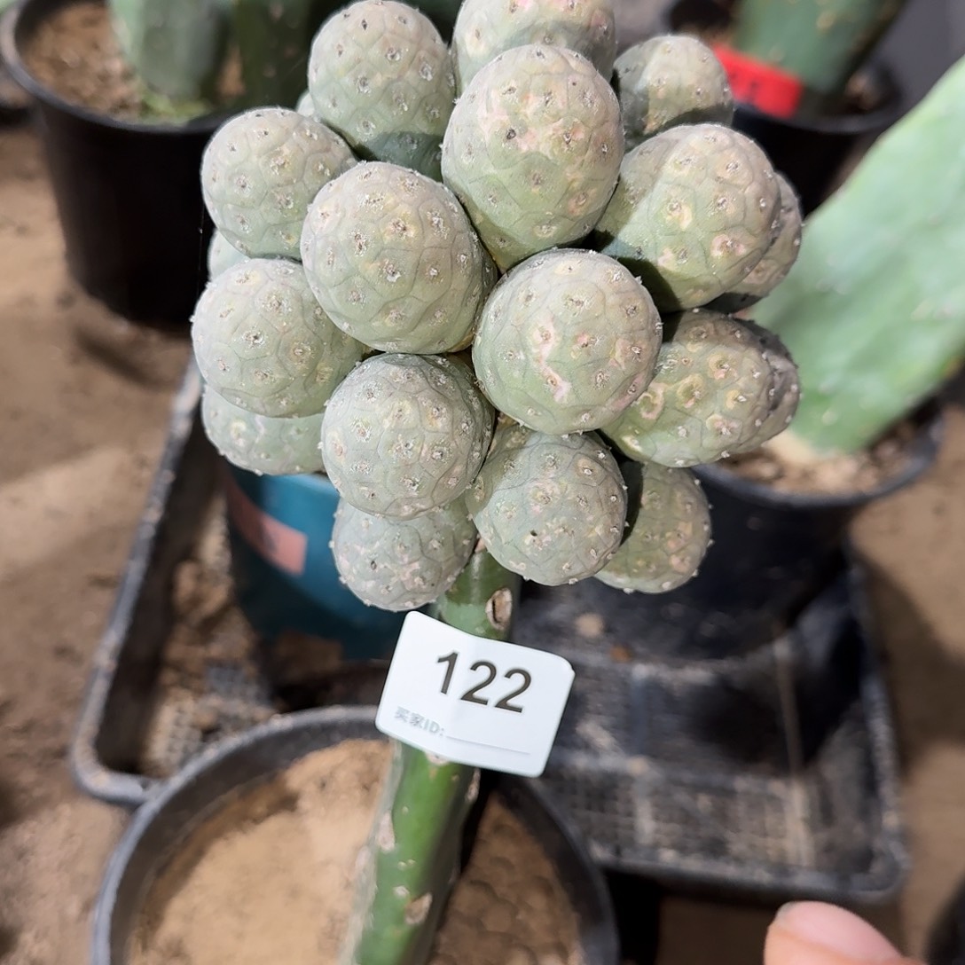 绿皮无刺特圆习志野群生122