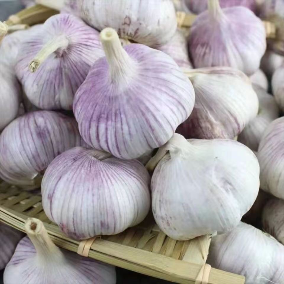 【新干蒜】大蒜紫白皮农家自种蒜头当季蔬菜多瓣特大果非独头老蒜