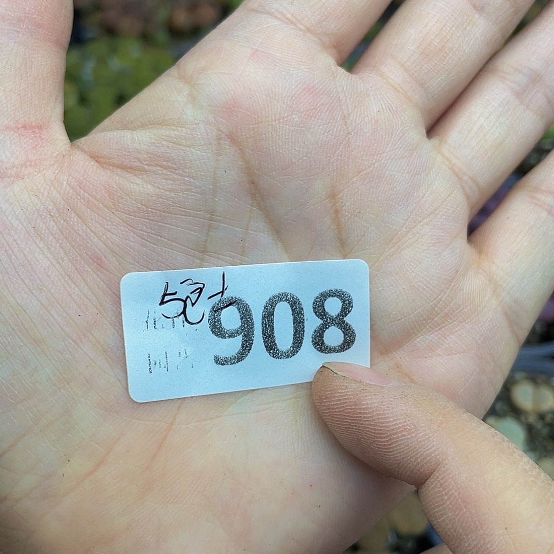 90800000花花花花花花