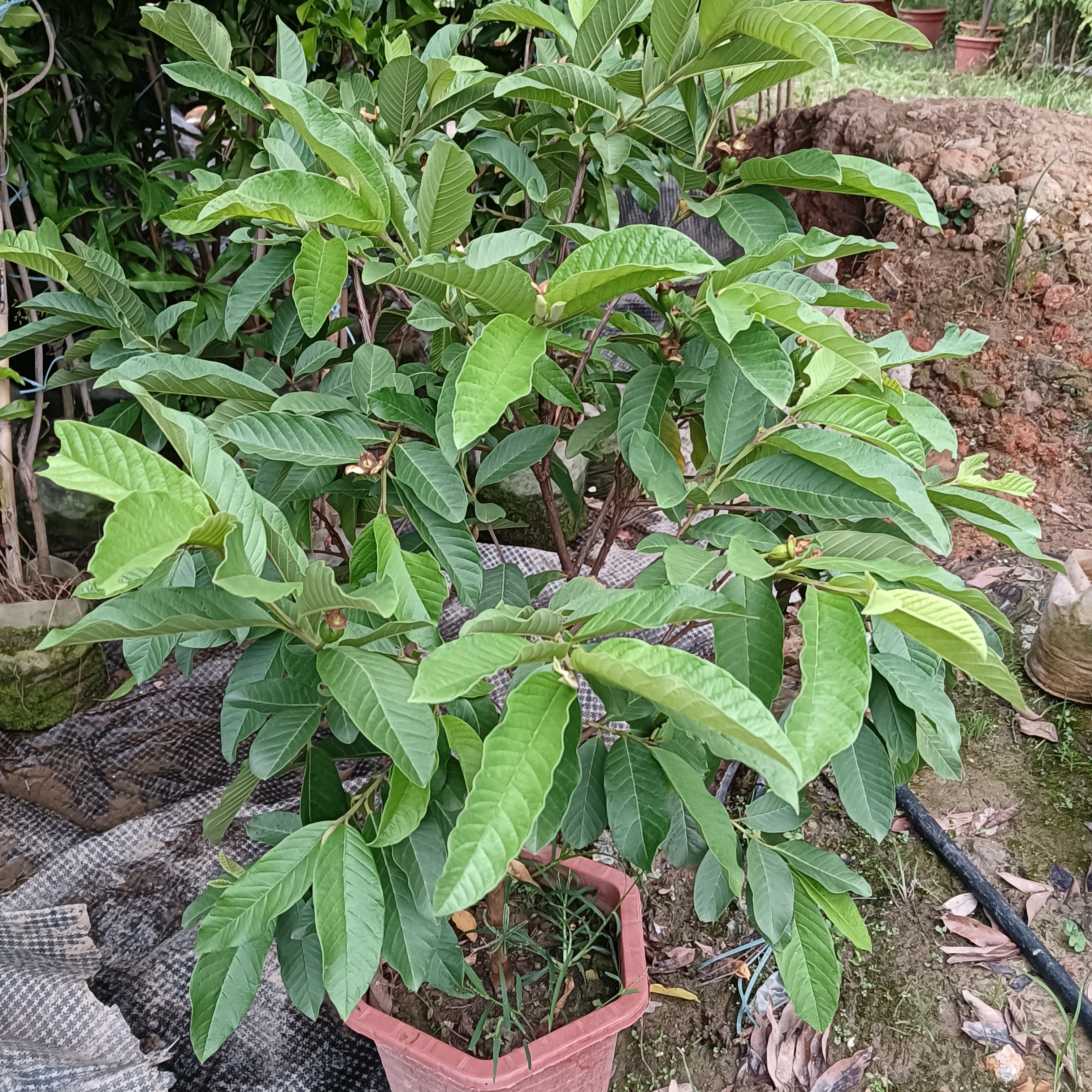 直播间绿植各种果树一物一拍