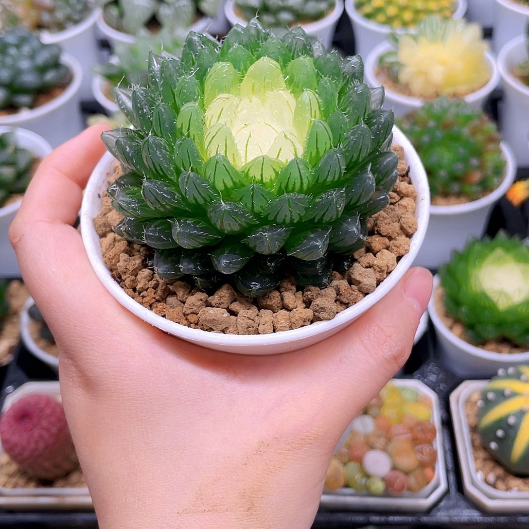 翠云玉露锦，原盆