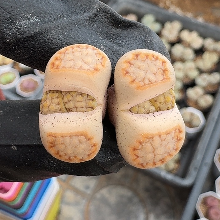 生石花1111。    98