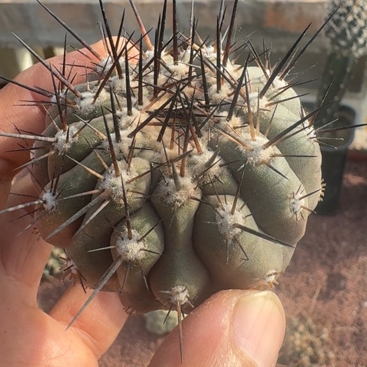 黑王有根微瑕666666666