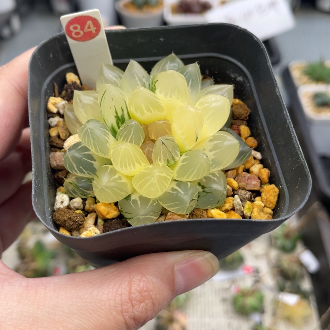 咪***宝84 龙爪锦 11111111