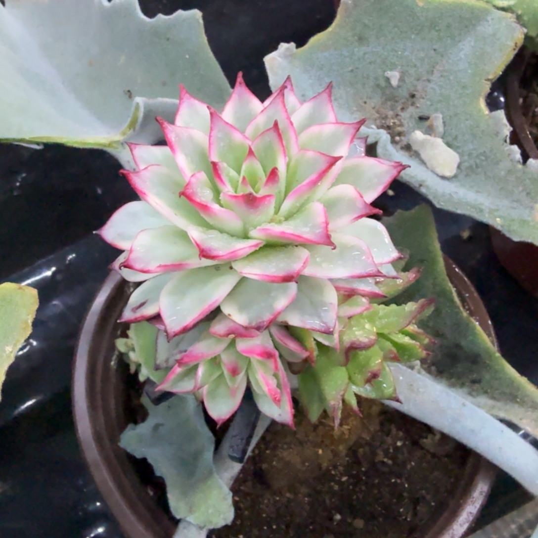 吉赛尔锦，多肉锦多肉