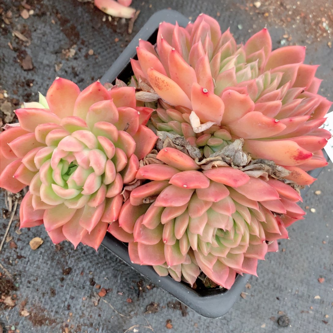 8214杂交多肉植物基地