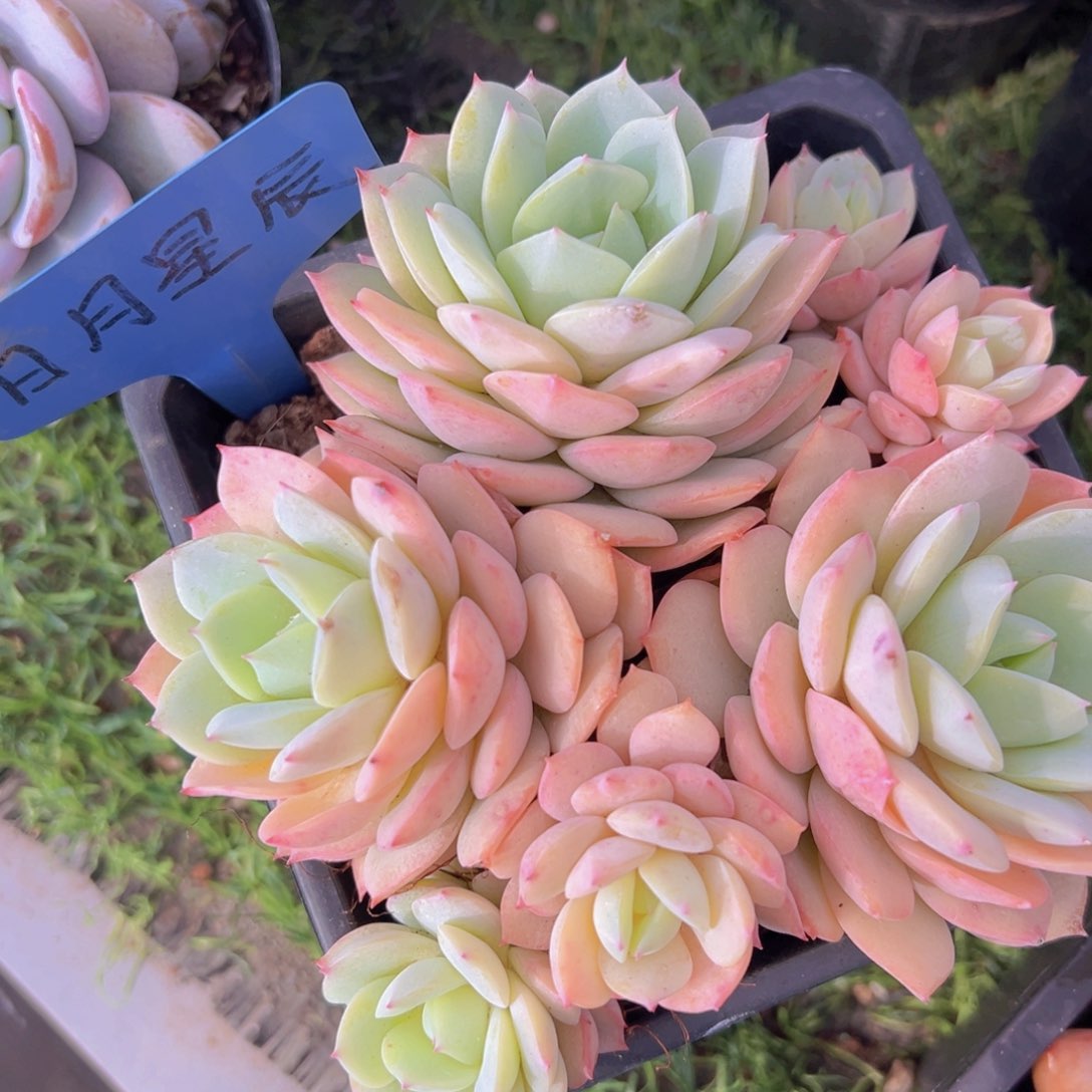 香玉等多种名贵的产品和服务于