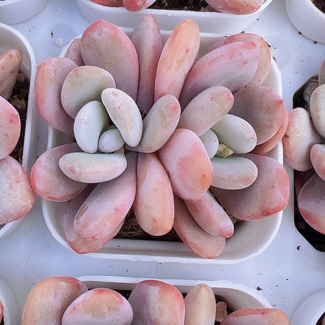 双头大粉兔19包邮