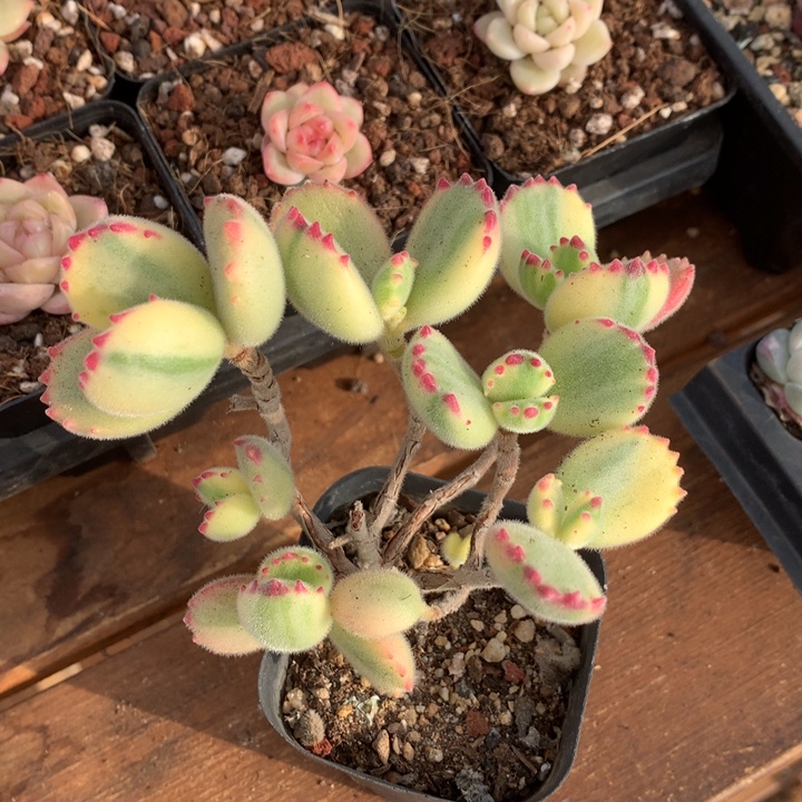 精控熊童子一物一拍