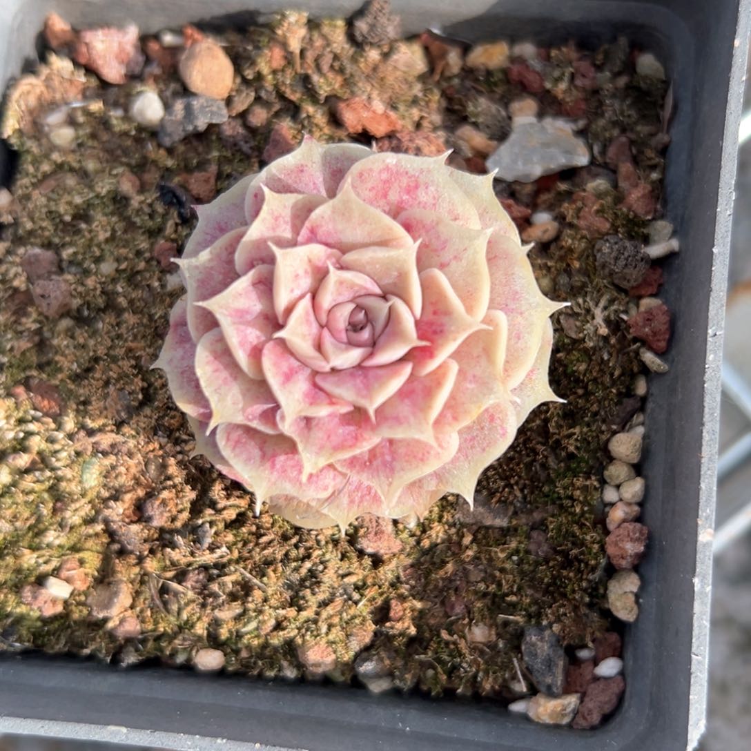 小红娜（满38包邮）多肉