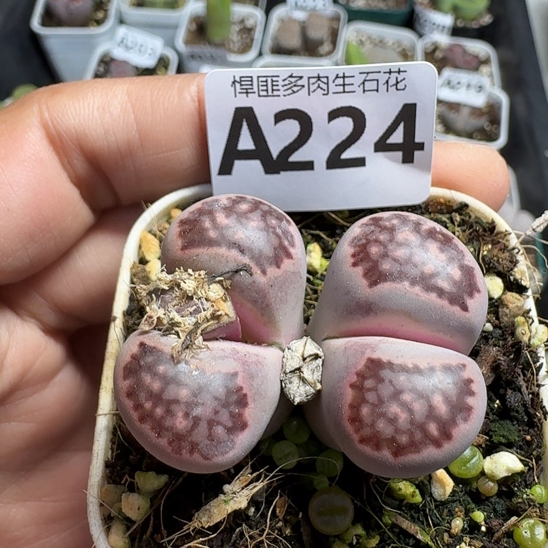 224多肉植物多肉植物