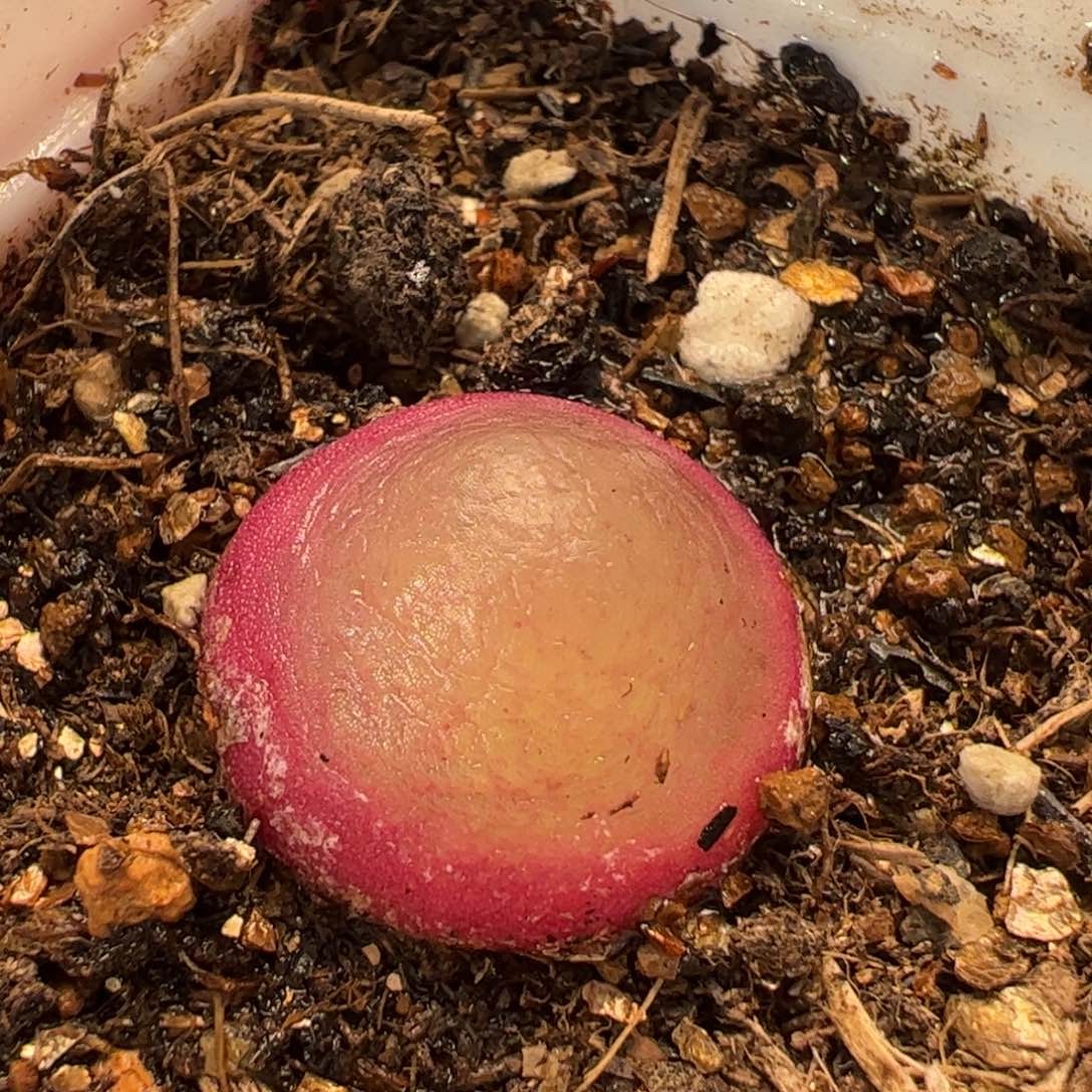 024多肉植物百科