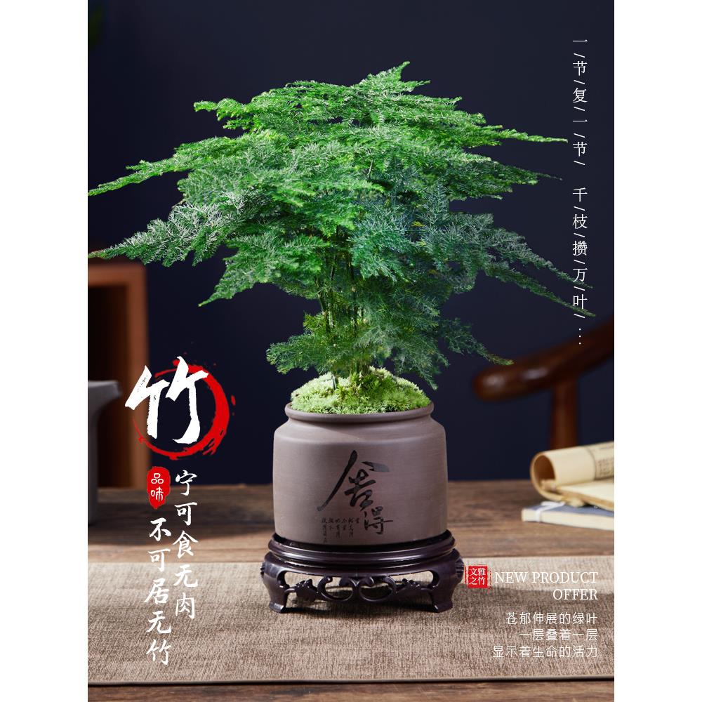 文竹盆栽植物室内办公室水培客厅懒人小绿植花卉大全盆景四季常青