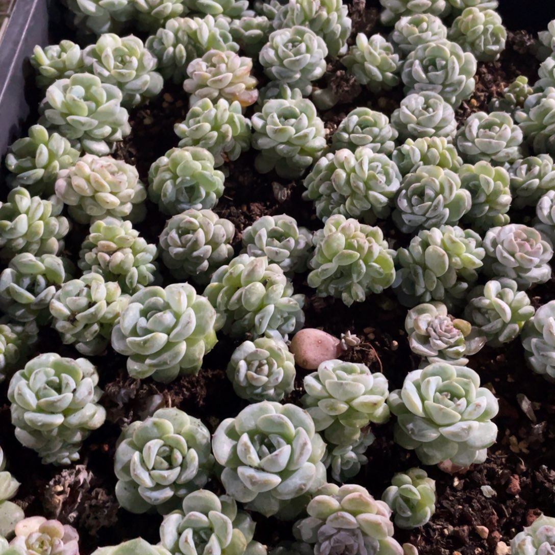 A***璞玉一物一拍786….