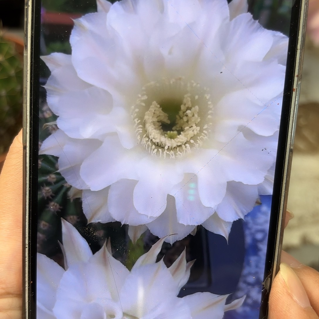 青青天使8公分左右