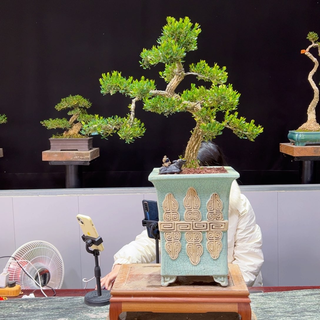 绿植黄杨盆景盆景