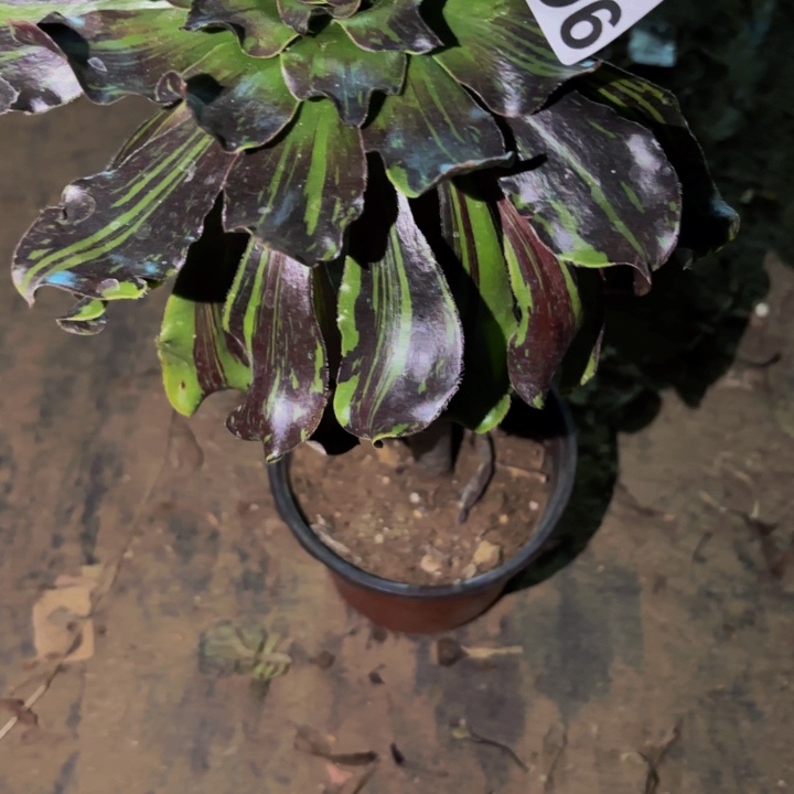 961莫兰迪多肉植物不售后